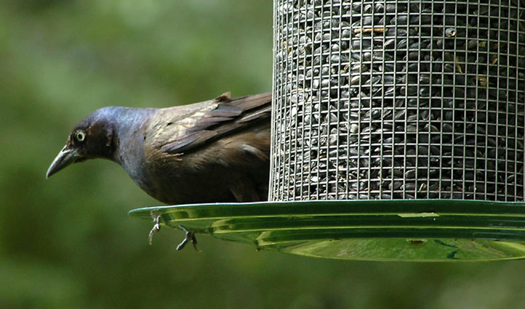 A common grackle perches at a feeder.