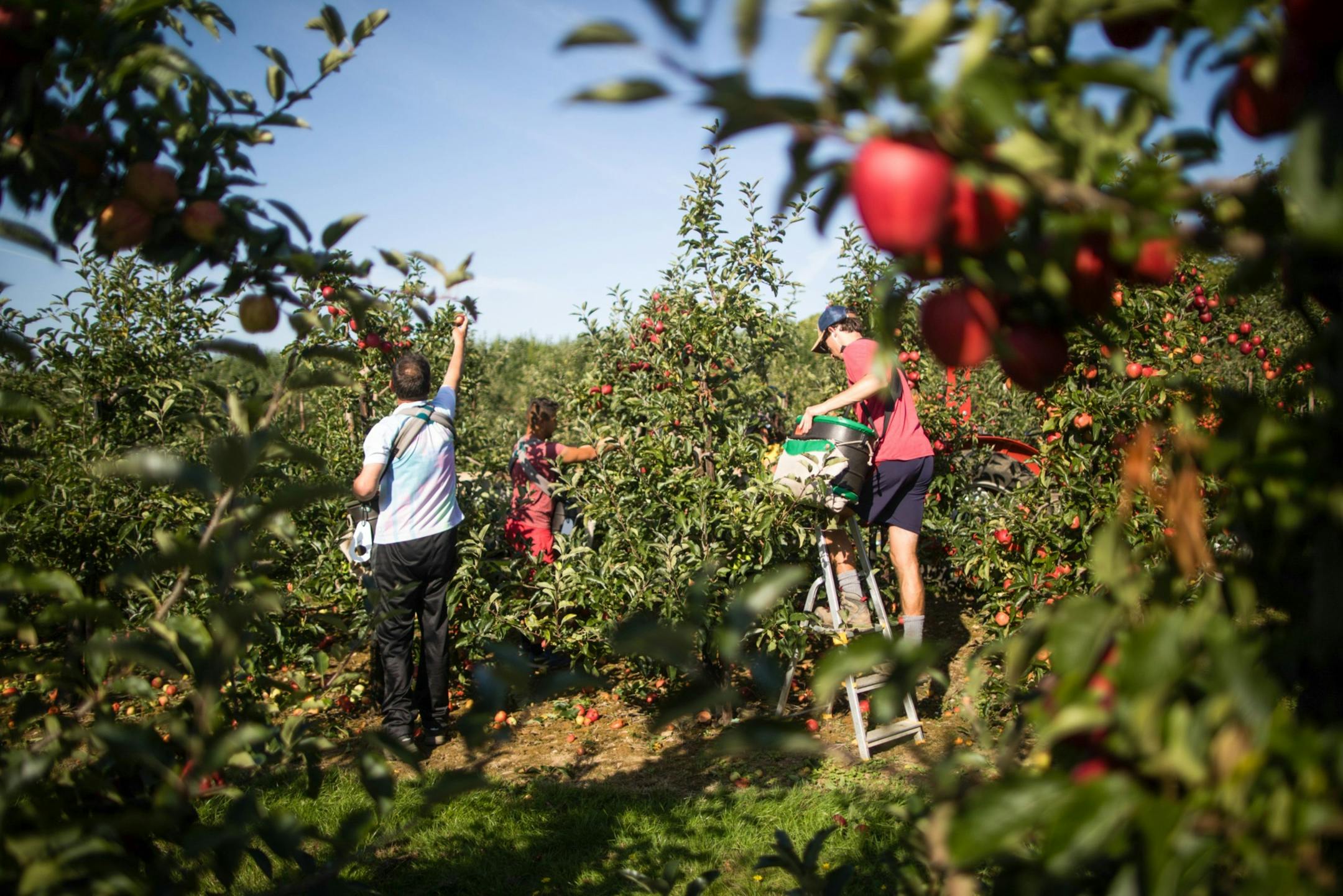 Fruit pickers harvest royal gala apples from trees in an orchard on a farm in Egerton, U.K., on Sept. 15, 2020. MUST CREDIT: Bloomberg photo by Chris Ratcliffe.