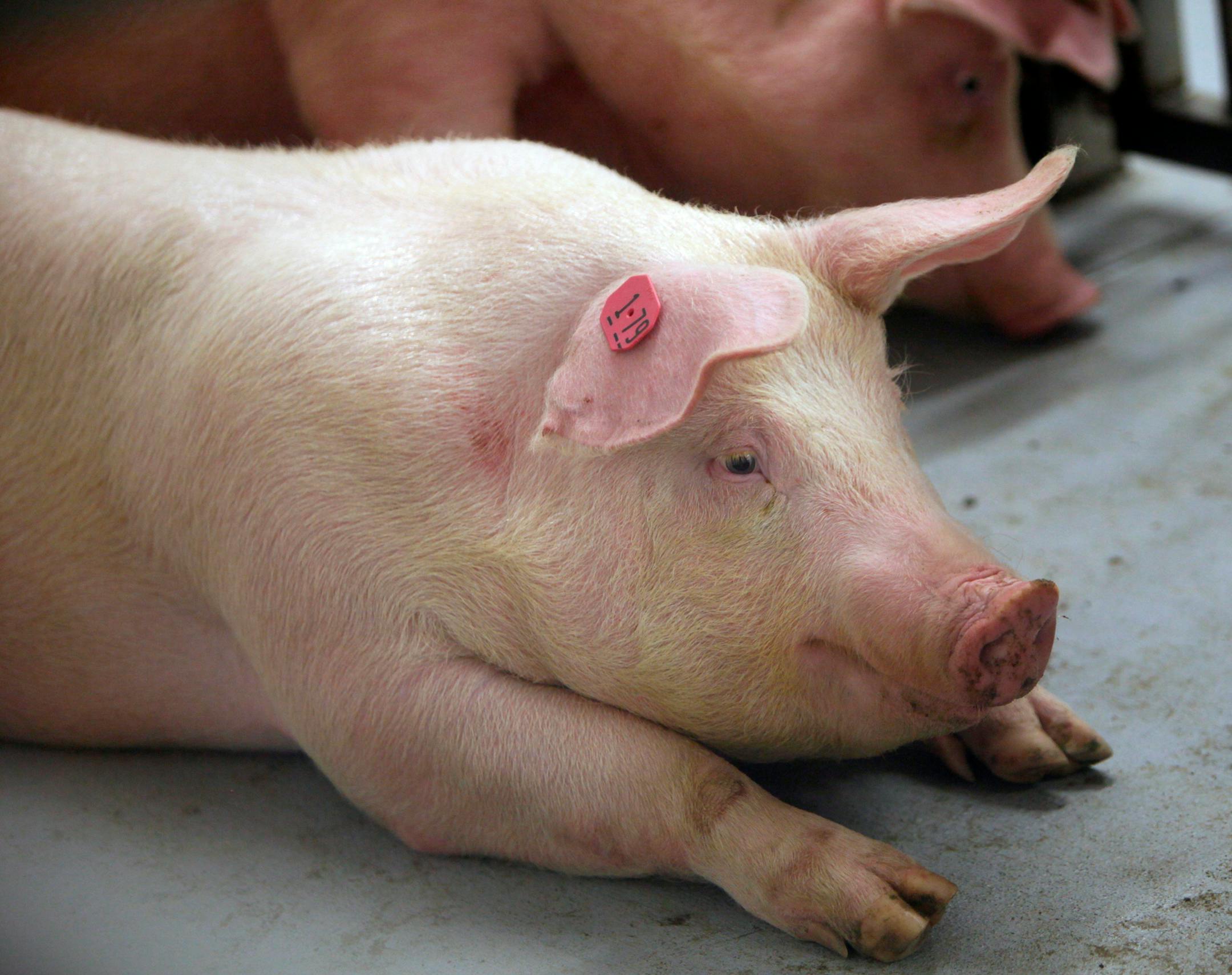Inside the "barrier," or biosecure enclosure, a "pathogen-free" pig takes a break. In the future, the pancreas from these pigs will be harvested for their insulin-producing islets which might someday help cure diabetics with their disease.