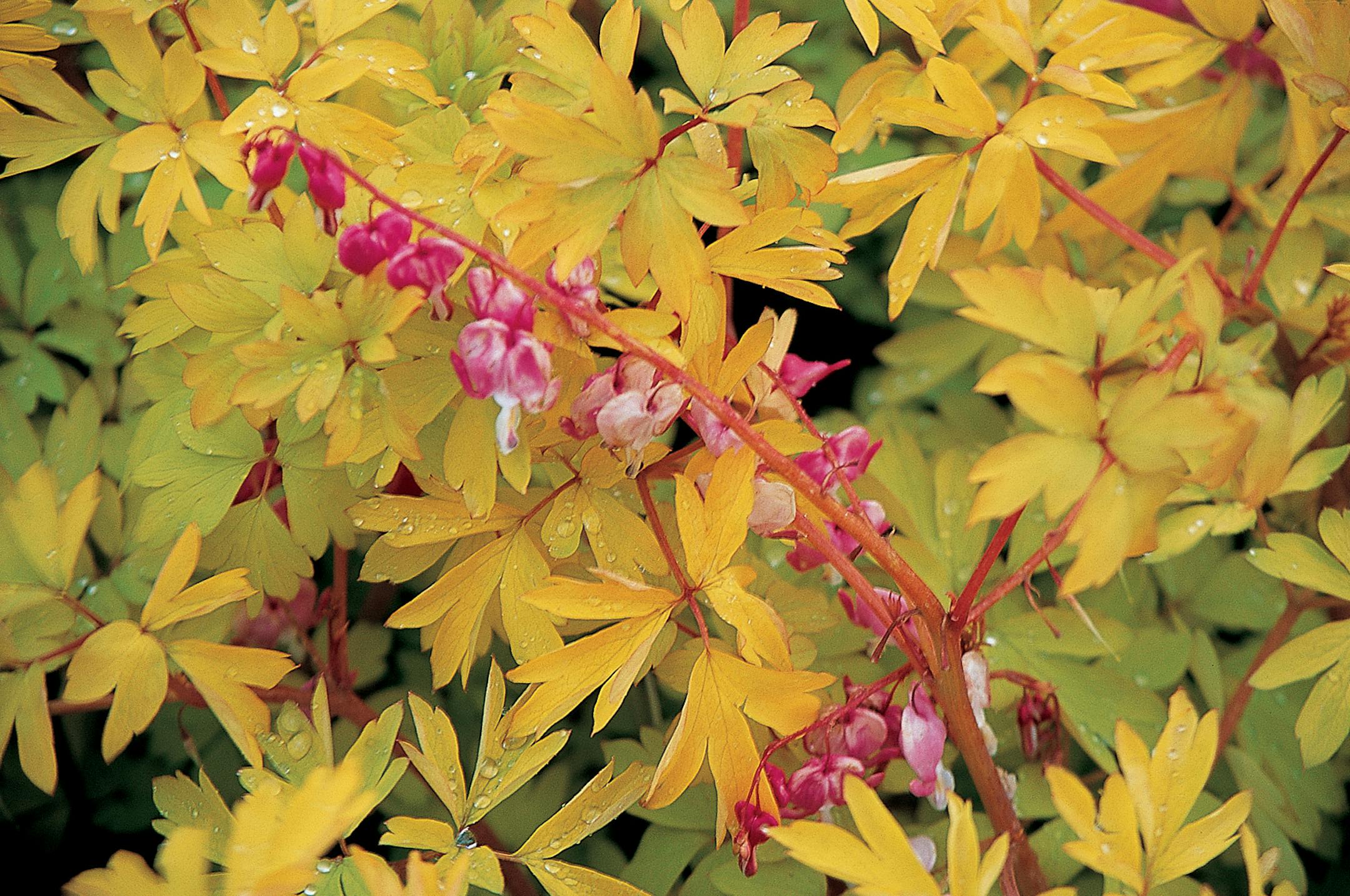 Gold Heart dicentra has the expected pinkish hearts, but sports golden, rather than green, foliage.