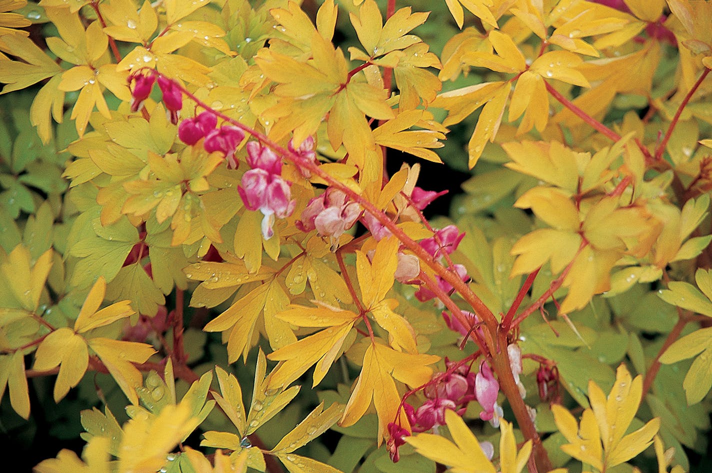 Gold Heart dicentra has the expected pinkish hearts, but sports golden, rather than green, foliage.