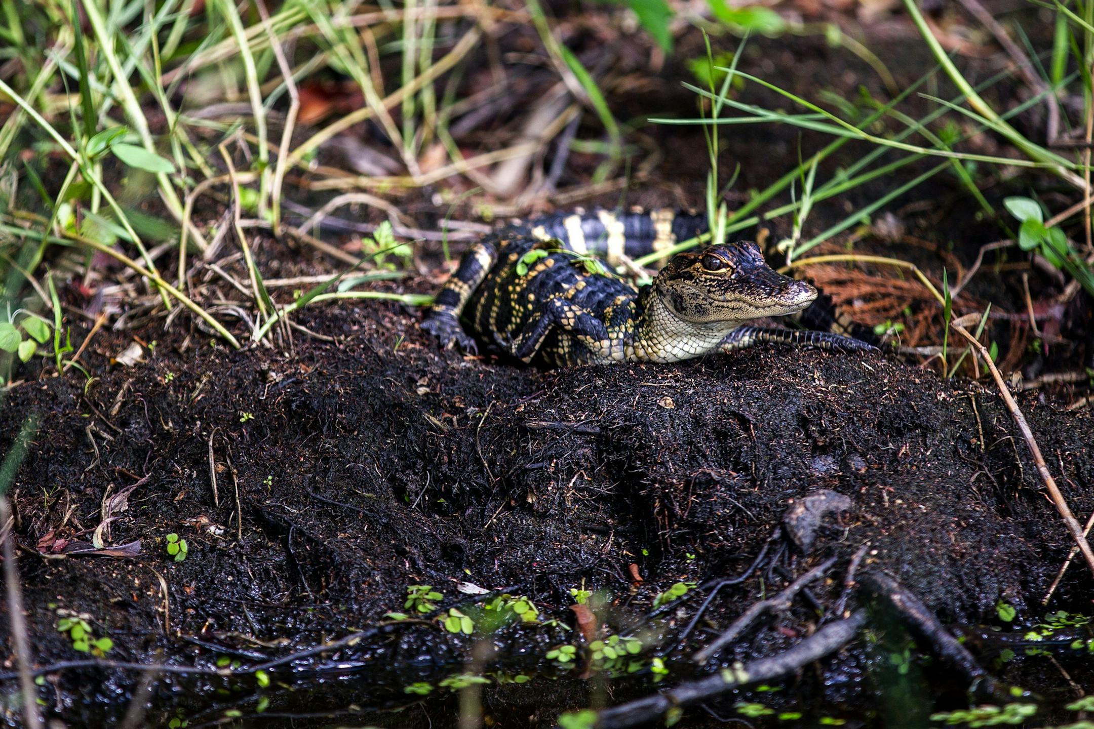 A baby alligator spotted while on a Wild Willy's Airboat Tour on Wednesday, July 3, 2018. (Patrick Connolly/Orlando Sentinel/TNS)