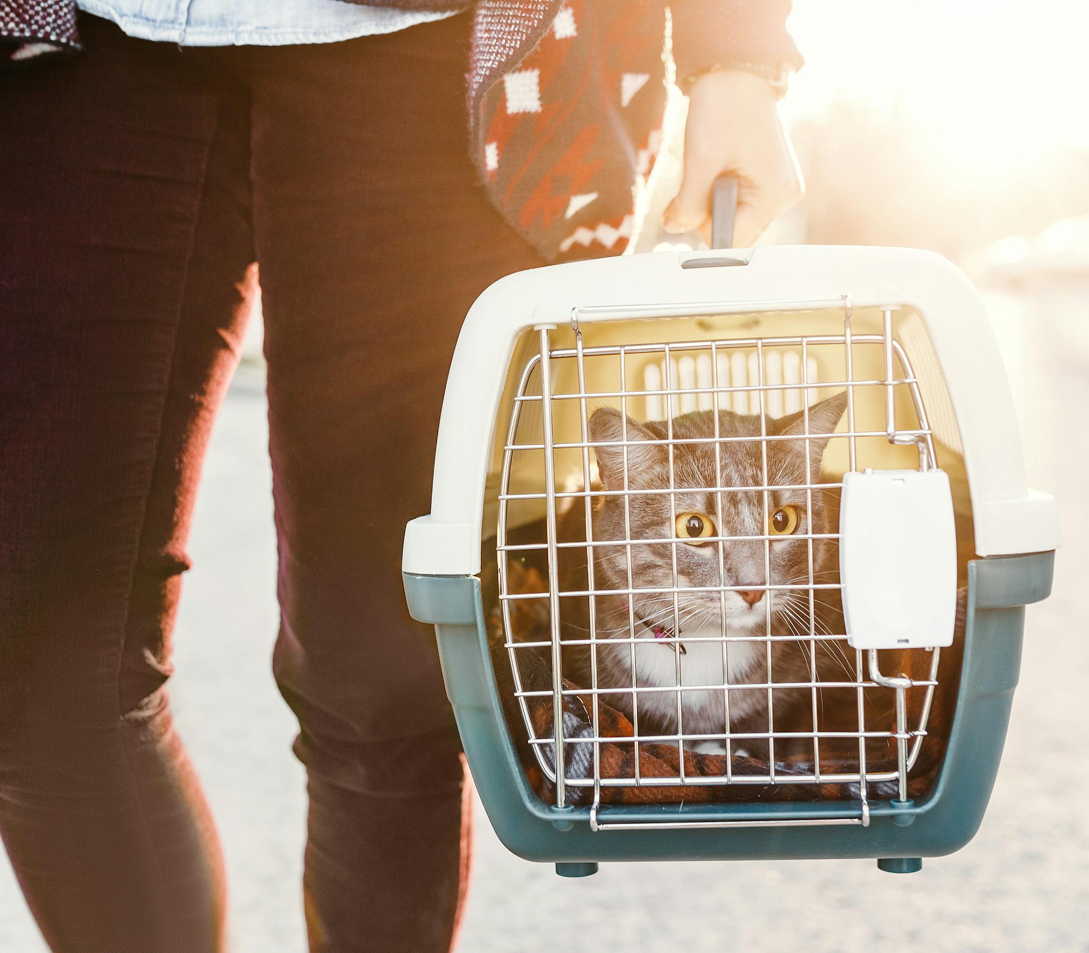 A woman is transporting a cat in a special plastic cage or carrying bag to a veterinary clinic