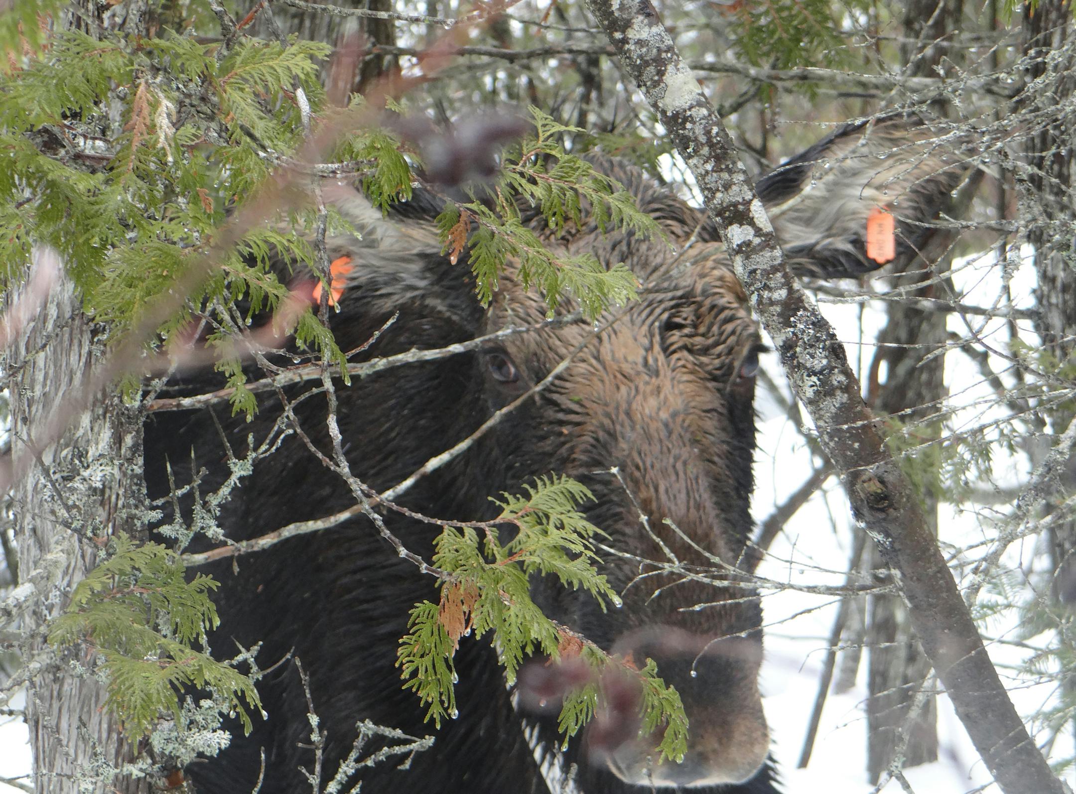 This radio-collared northern Minnesota moose was severely infected with brainworm and could be heard grinding its teeth in apparent pain when researchers located it. The moose also likely was blind in one eye from a parasite, possibly a brainworm. The moose was euthanized. DNR photo