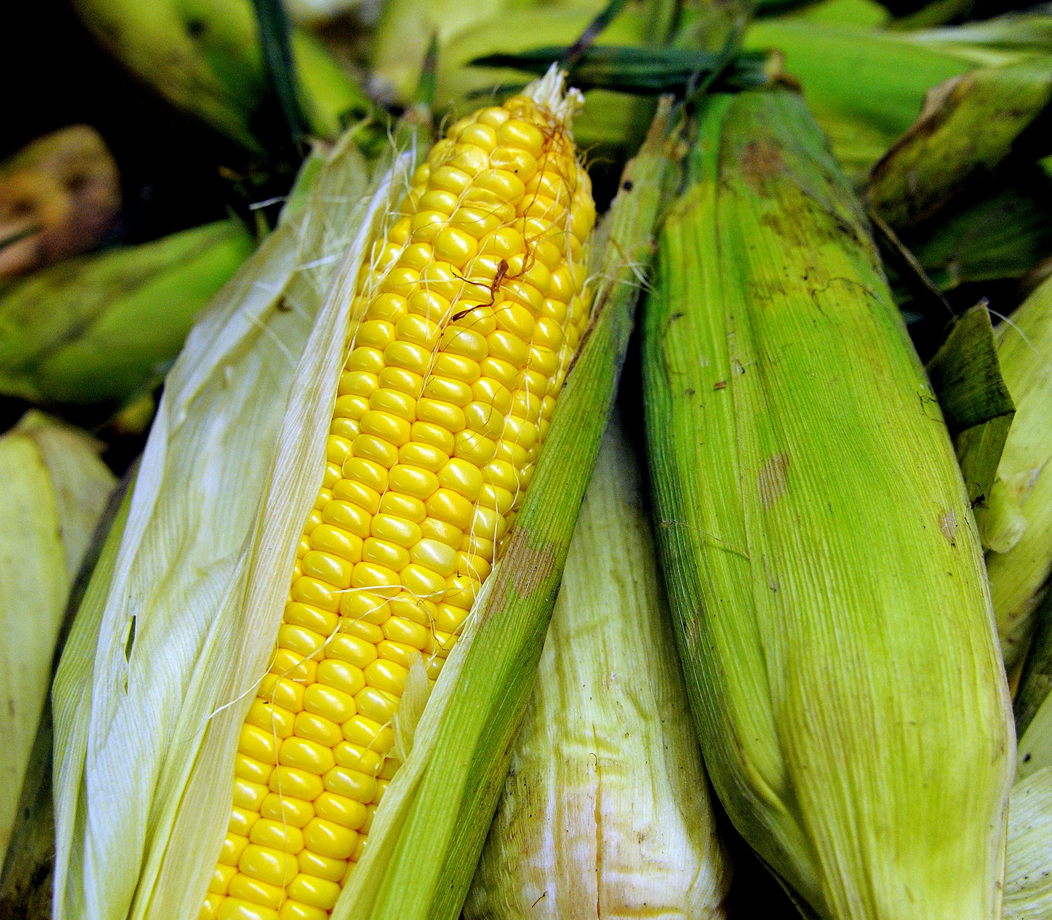 There is a concerted effort between anti-hunger/food relief groups and several food companies to salvage a bunch of sweet corn that would otherwise be tossed out. Minnesota is the nation's top sweet corn producer and apparently this year due to growing season issues, there was too much corn for a key cannery company to handle. So, that corn, with the help of Seneca Foods, Cargill, Supervalu and General Mills, is making its way to food banks to be distributed.] Richard.Sennott@startribune.com Ric