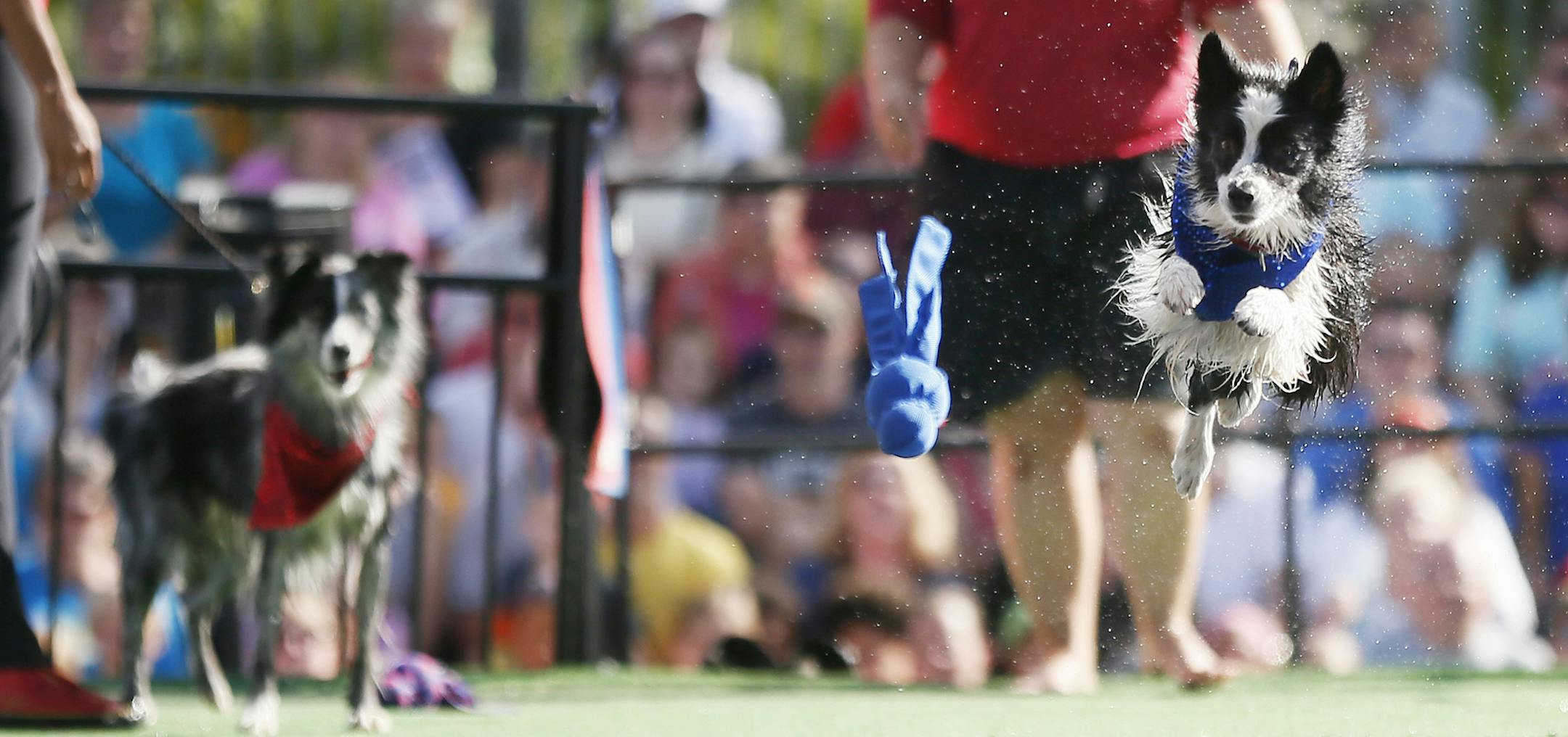 Melissa Lamere-Dragovich right dog ,"Pixie" a border collie performed for the audience at the State Fair Tuesday August 26 , 2014 in Falcon Heights ,MN . All of the the dogs in the "Extreme Canines Stunt Dog show" are rescue doges , saved from pounds .] Jerry Holt Jerry.holt@startribune.com