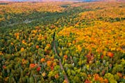 Trees in northern Minnesota sporting colorful fall foliage in 2018. 