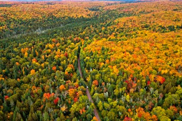 Trees in northern Minnesota sporting colorful fall foliage in 2018. 