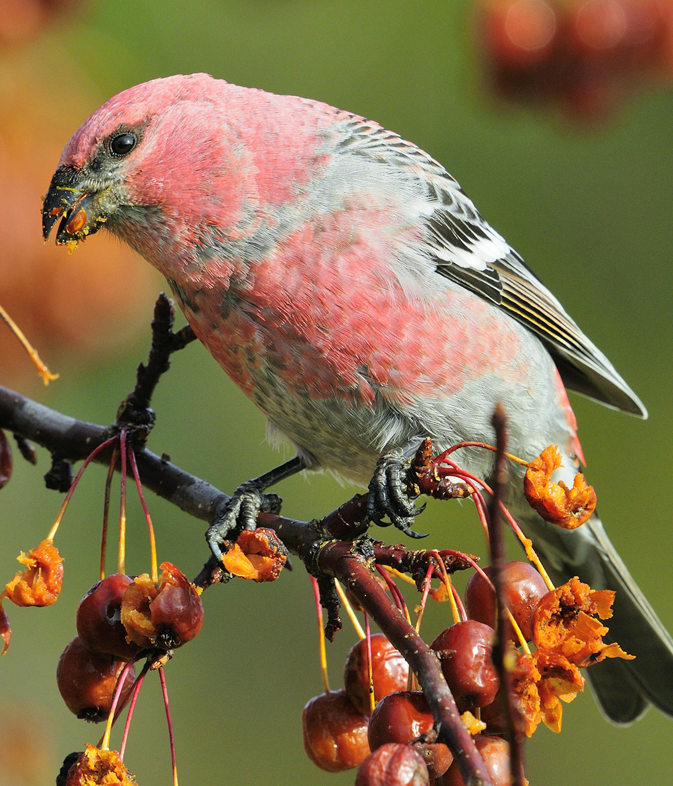 DO NOT USE! Photo by Bill Marchel. A male pine grosbeak feeds on winter crabapples.