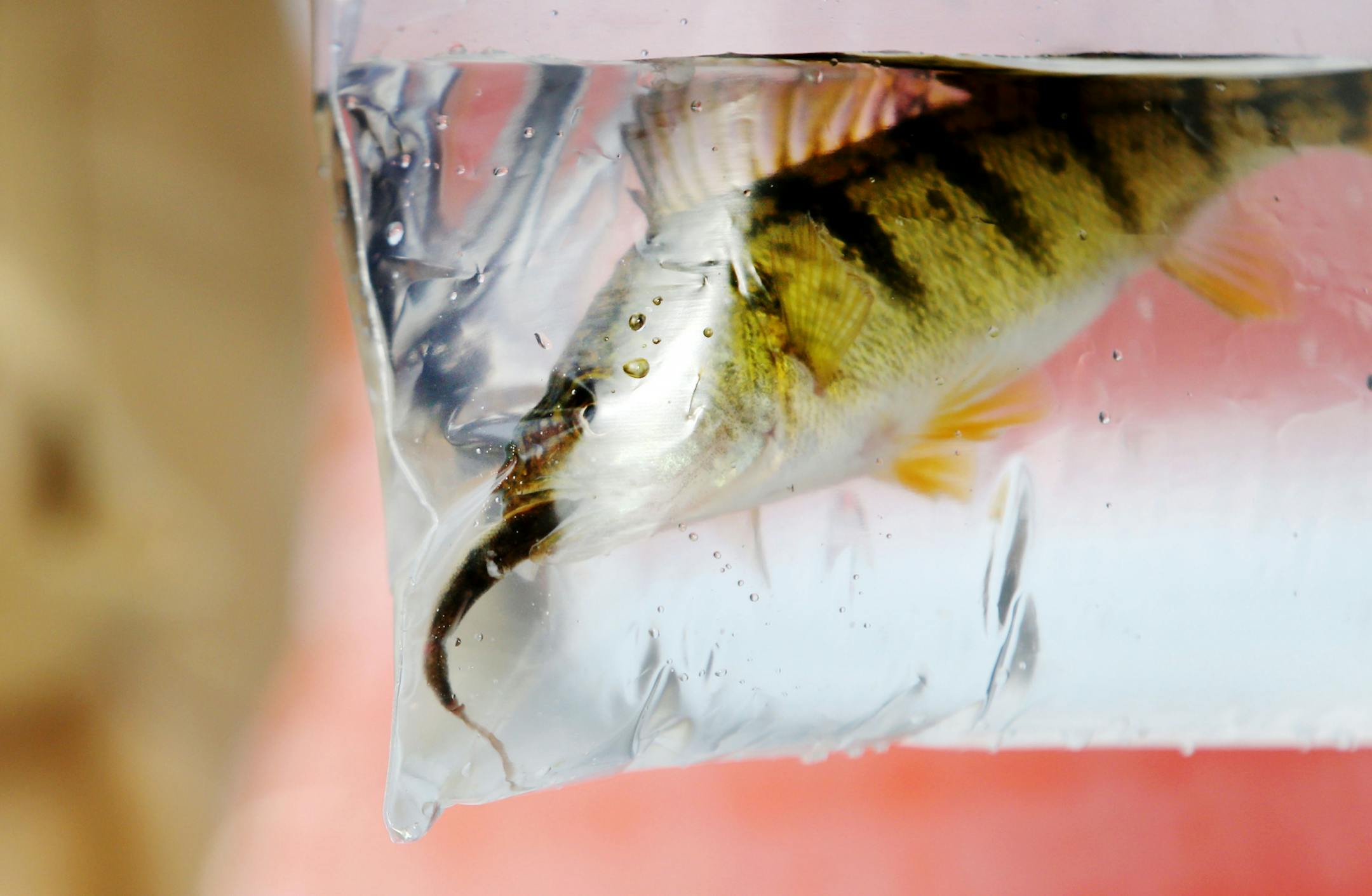A perch in a bag of an ice fishing contestant attempts to eat a minnow as the contestant stood in line to register the fish on Hole in the Day Bay of Gull Lake for the Ice Fishing Extravaganza Saturday, Feb. 6, 2016, in Brainerd, MN.