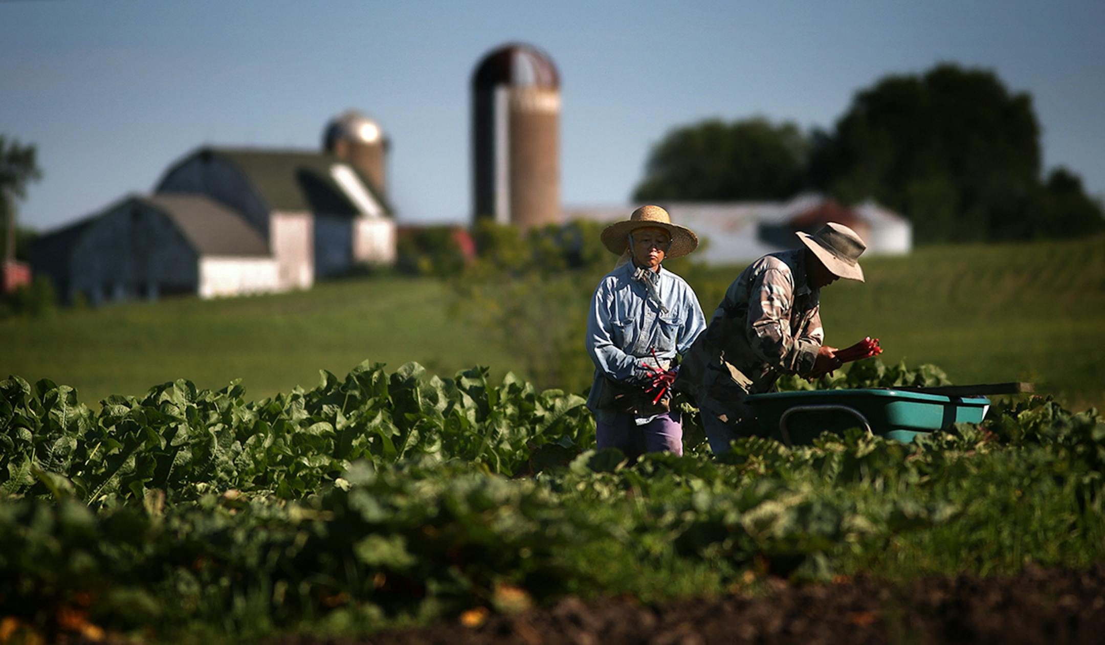 Phua (left) and Blia Thao harvested rhubarb on their farm in Spring Valley, WI.
