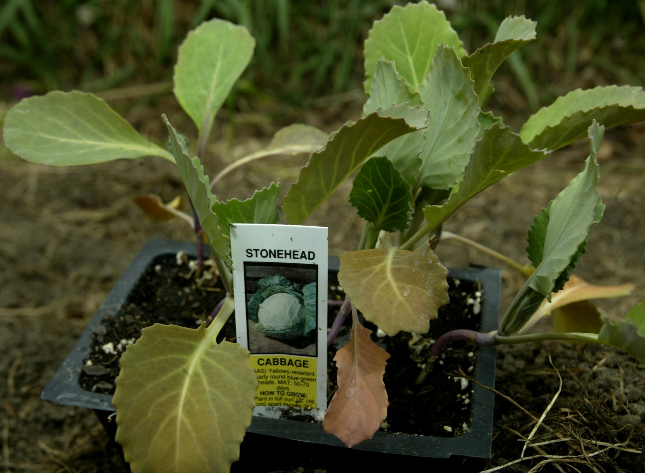 Cabbage is among the many crops that David Toews and Sarah Green have planted in their garden.
