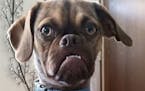 When Earl's owner, Derek Bloomfield from Iowa, posted an annoyed photo of the dog on Reddit, Earl quickly became a viral sensation with over two milli