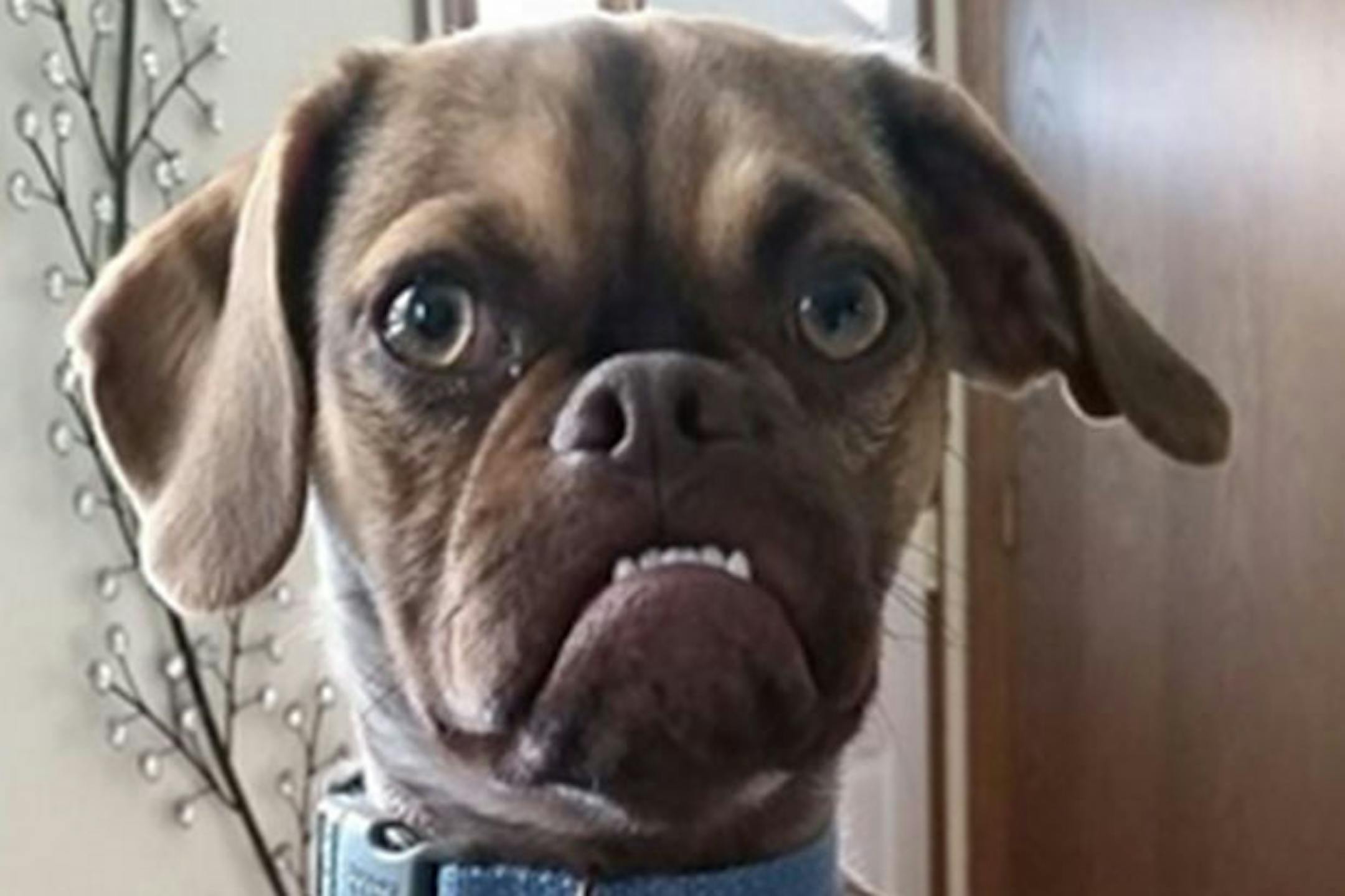 When Earl's owner, Derek Bloomfield from Iowa, posted an annoyed photo of the dog on Reddit, Earl quickly became a viral sensation with over two million views.