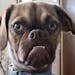 When Earl's owner, Derek Bloomfield from Iowa, posted an annoyed photo of the dog on Reddit, Earl quickly became a viral sensation with over two milli