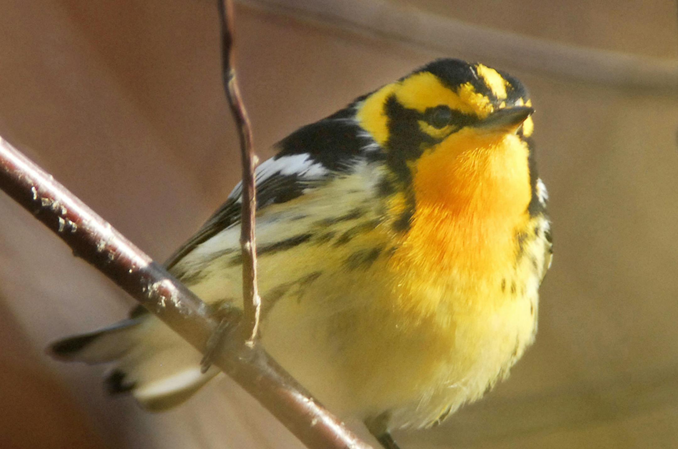 Blackburnian warbler
Jim Williams