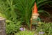garden gnome with rake and orange pointed cap