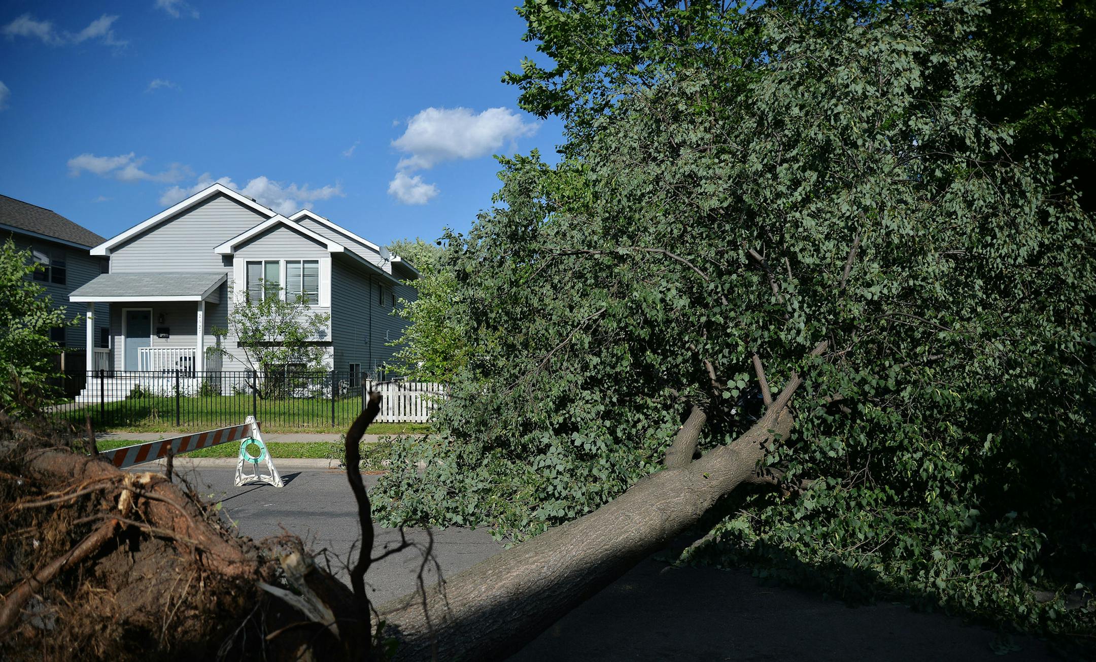 A tree fell on a car and blocked 13th Av. S. in Minneapolis on Sunday, July 19, 2015.