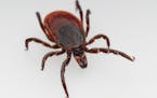 Close up of a deer tick. Officials at the Sussex County Division of Health are investigating cases of Powassan virus, spread through a bite from an in