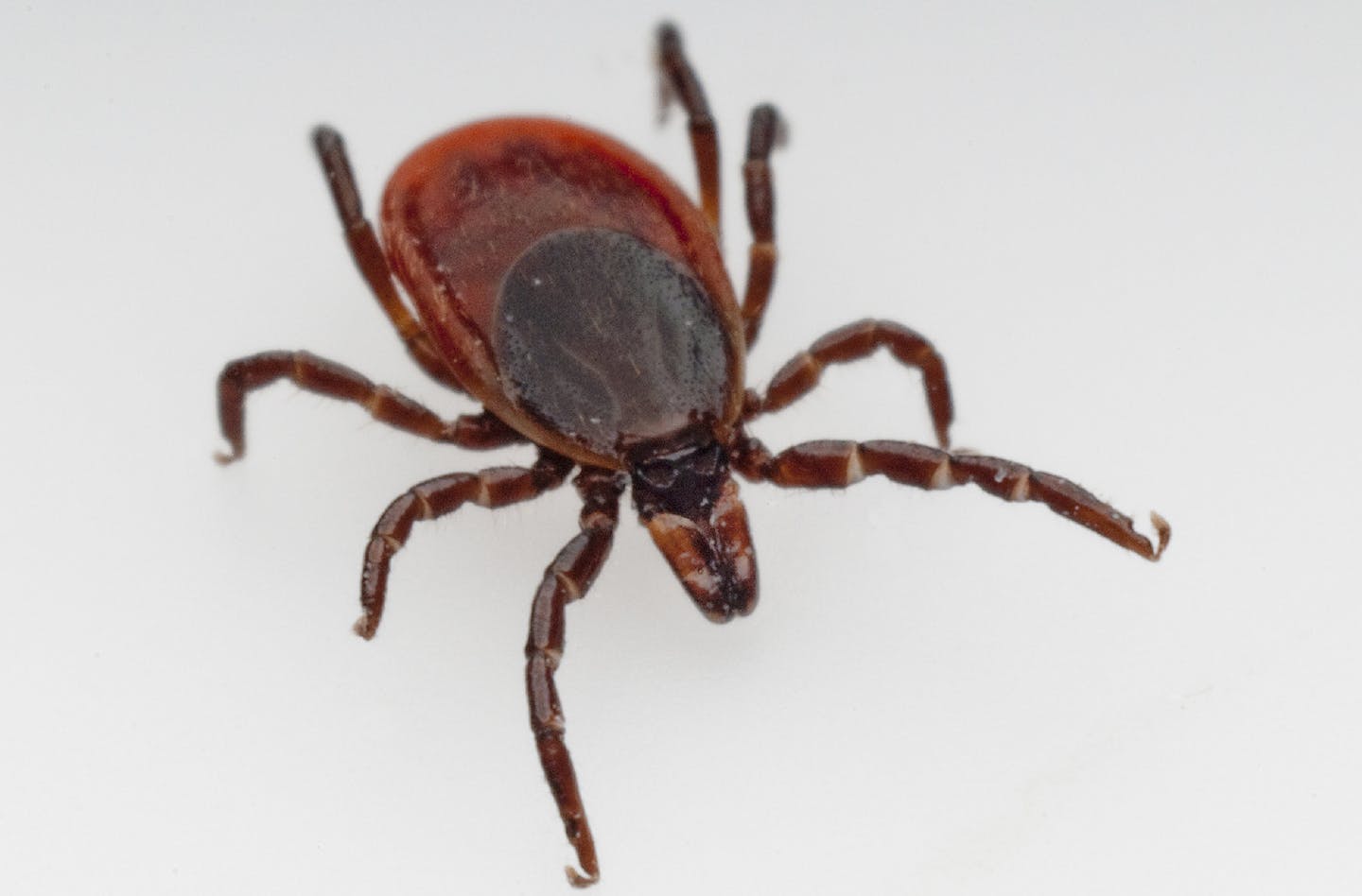 Close up of a deer tick. Officials at the Sussex County Division of Health are investigating cases of Powassan virus, spread through a bite from an infected black-legged tick, also known as the deer tick. (Christian Delbert/Dreamstime/TNS) ORG XMIT: 1334033