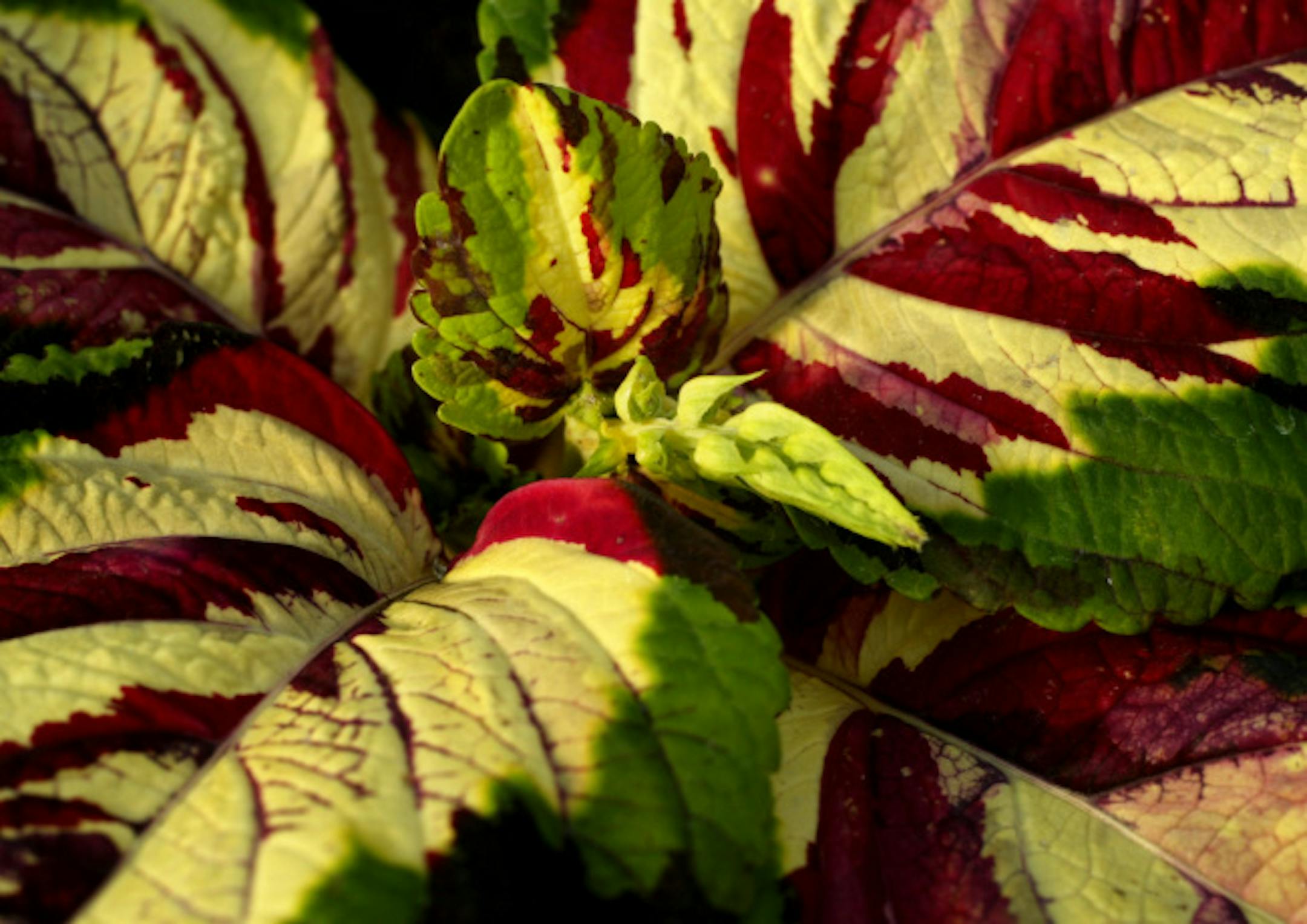 Coleus plants come in a rainbow of colors — sometimes in the same plant.
