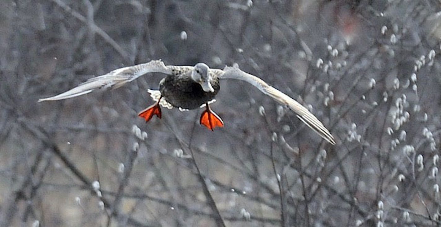 Female mallard in flight.