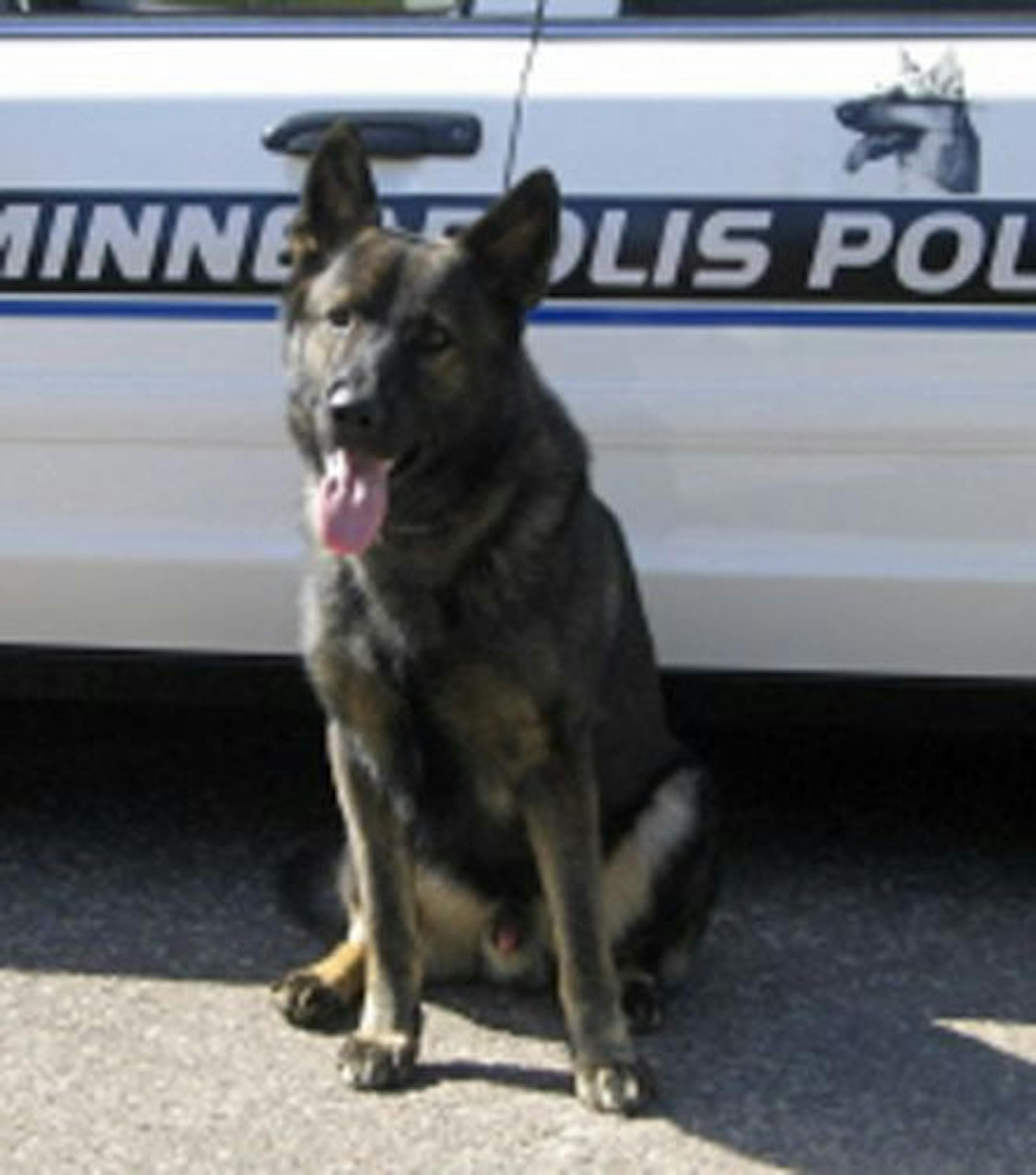 Shadow, Minneapolis Police K-9, was stabbed by a suspect in Blaine last week.