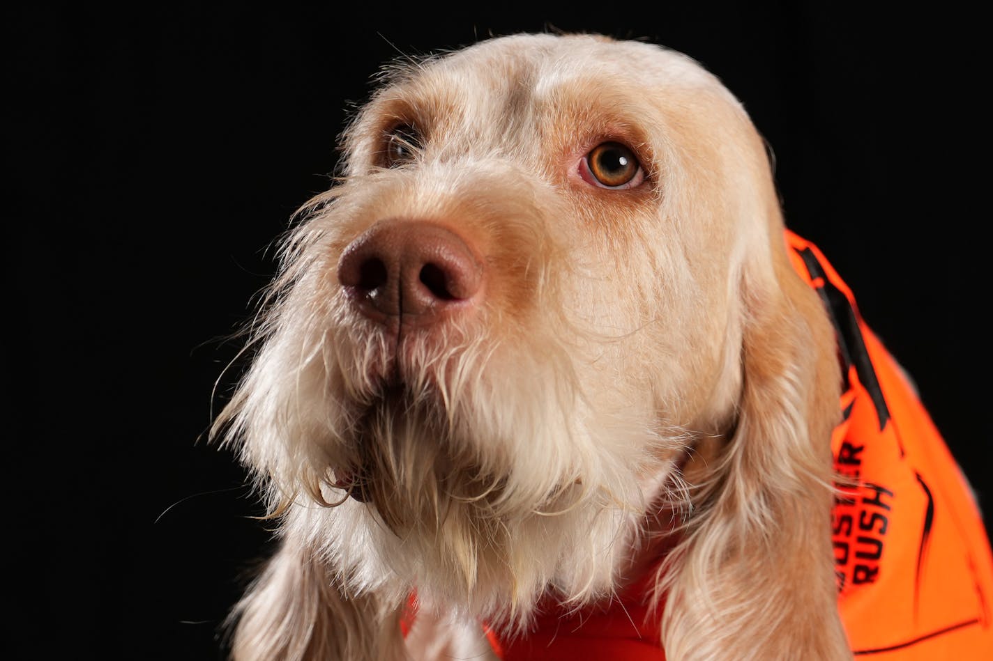 Zio, a 3-year-old Spinone Italiano owned by Jason Youngquist of Miesville, Minn. sits for a portrait ahead of the Bird Dog Parade during the National Pheasant Fest &amp; Quail Classic Friday, Feb. 17, 2023 at the Minneapolis Convention Center in Minneapolis. ] ANTHONY SOUFFLE • anthony.souffle@startribune.com