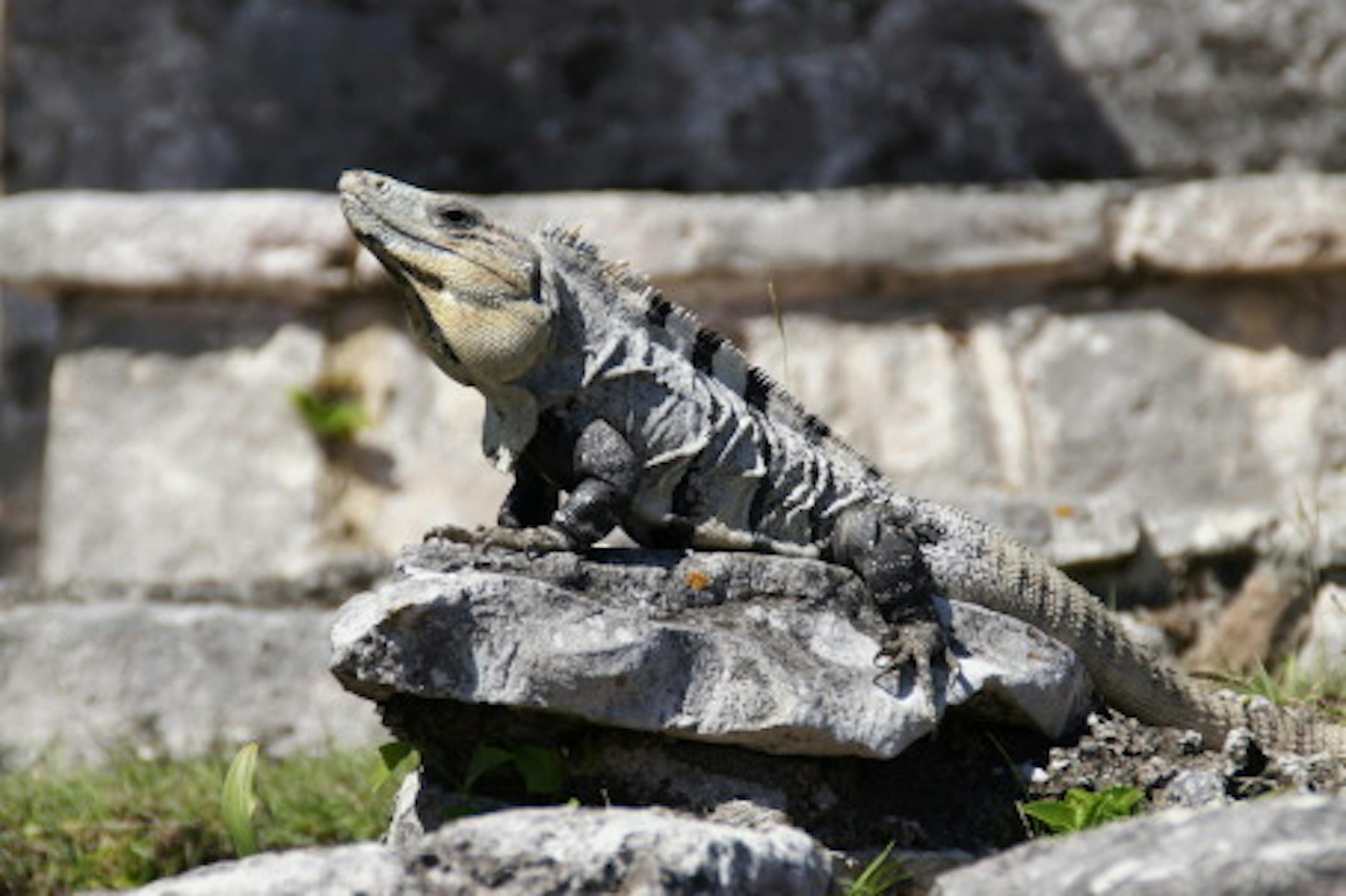 Iguana in Riviera Maya
