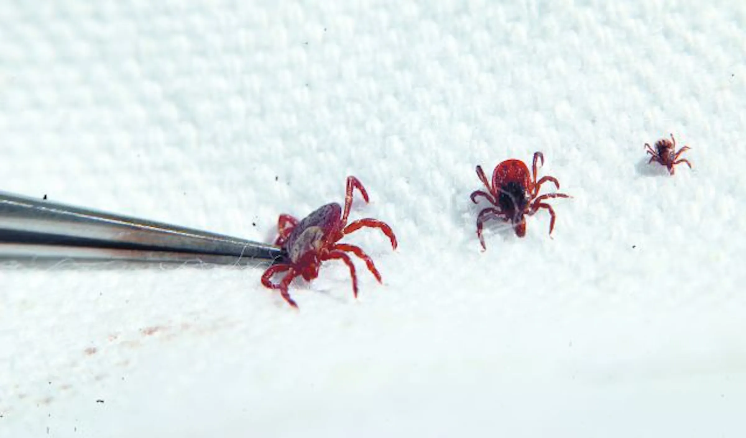 Tiny ticks raise big concerns in Minnesota