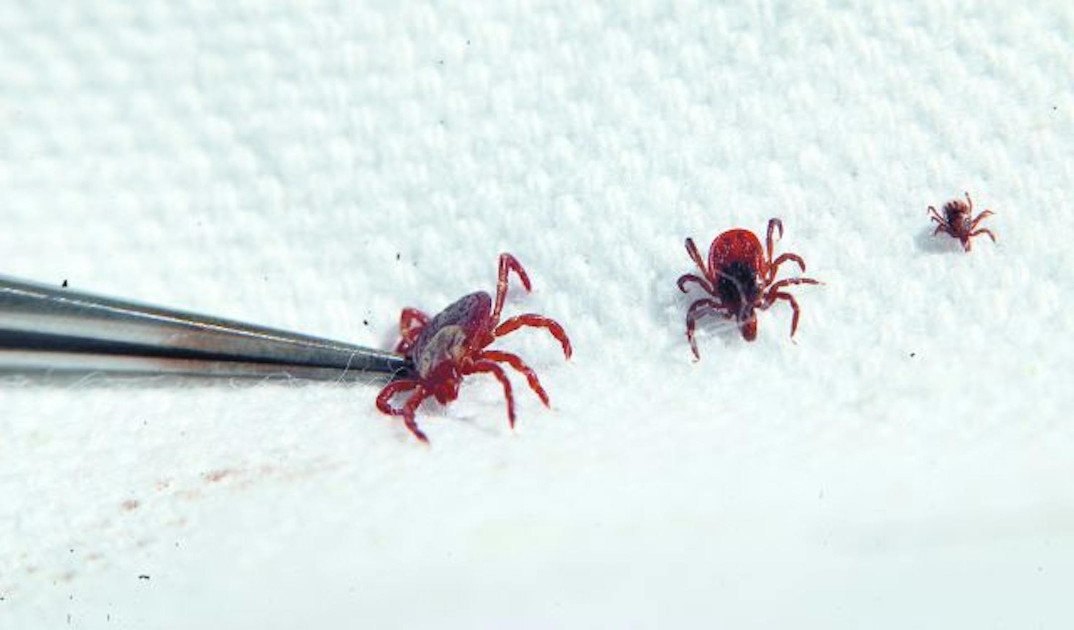 From left: wood tick, female deer tick and nymph of deer tick;