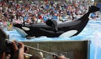 The orca Tilikum in "Blackfish" in an undated handout photo. Tilikum attacked and killed a trainer in 2010 and has been associated with two other deat