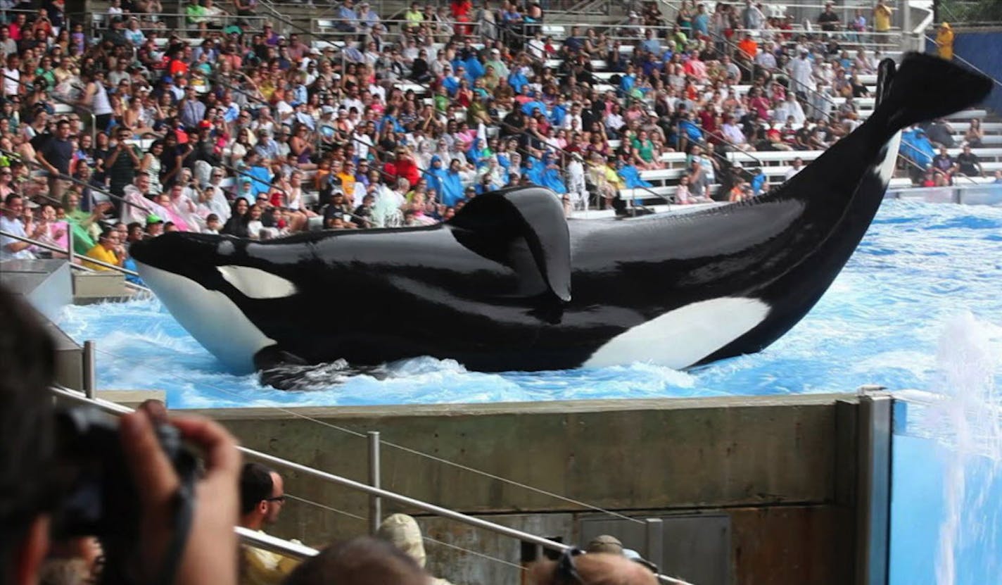 The orca Tilikum in "Blackfish" in an undated handout photo. Tilikum attacked and killed a trainer in 2010 and has been associated with two other deaths.