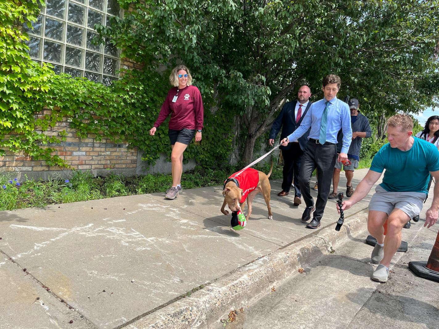 A brown pit bull, wearing a red "Adopt Me" vest, shows the press corps his green squeaky toy during an afternoon walk with Minneapolis Mayor Jacob Frey.