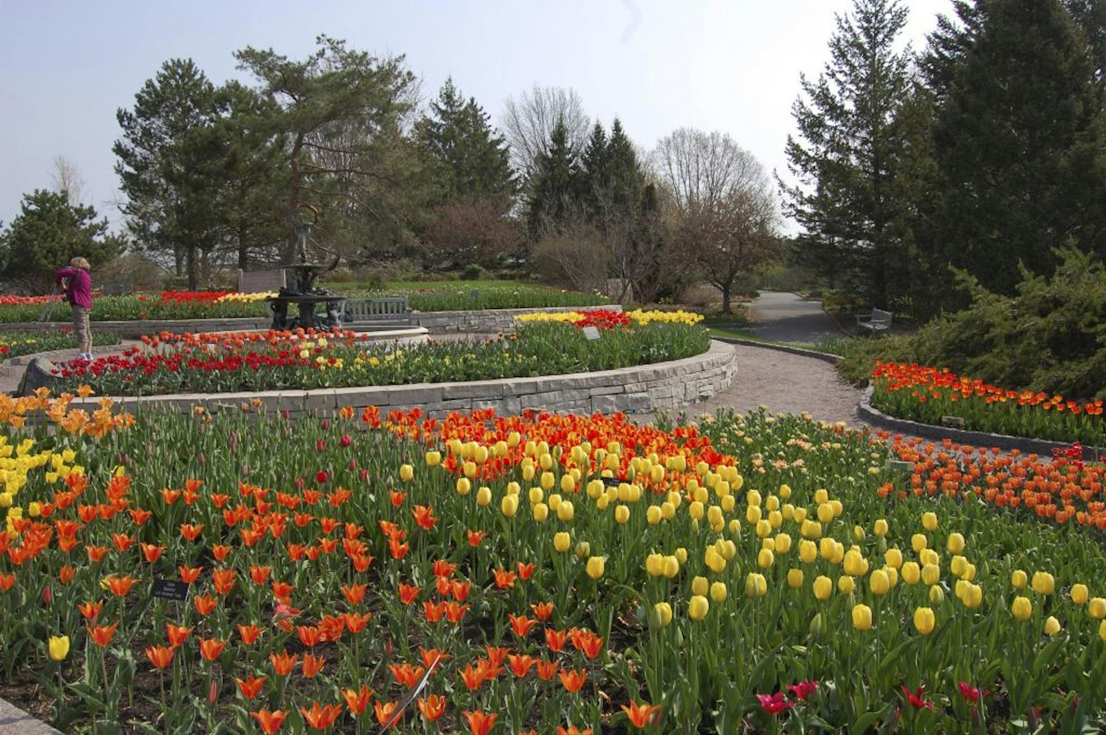 Tulips blooming at the Arboretum