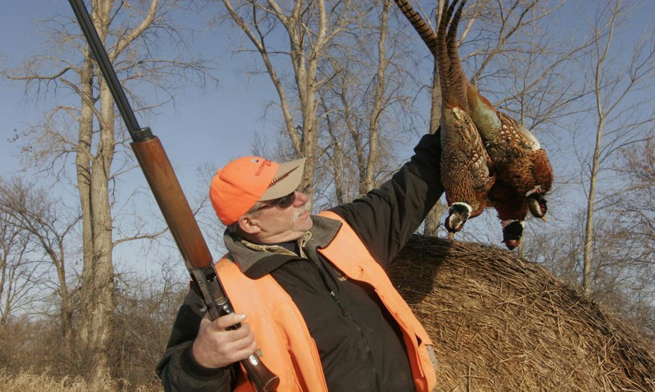 Doug Smith/Star Tribune; December, 2009, southwestern Minnesota. Jack Rendulich of Duluth admires three roosters bagged during a late-season pheasant hunt last December in southwestern Minnesota. The Minnesota daily bag limit, normally two birds, increases to three birds on Dec. 1.