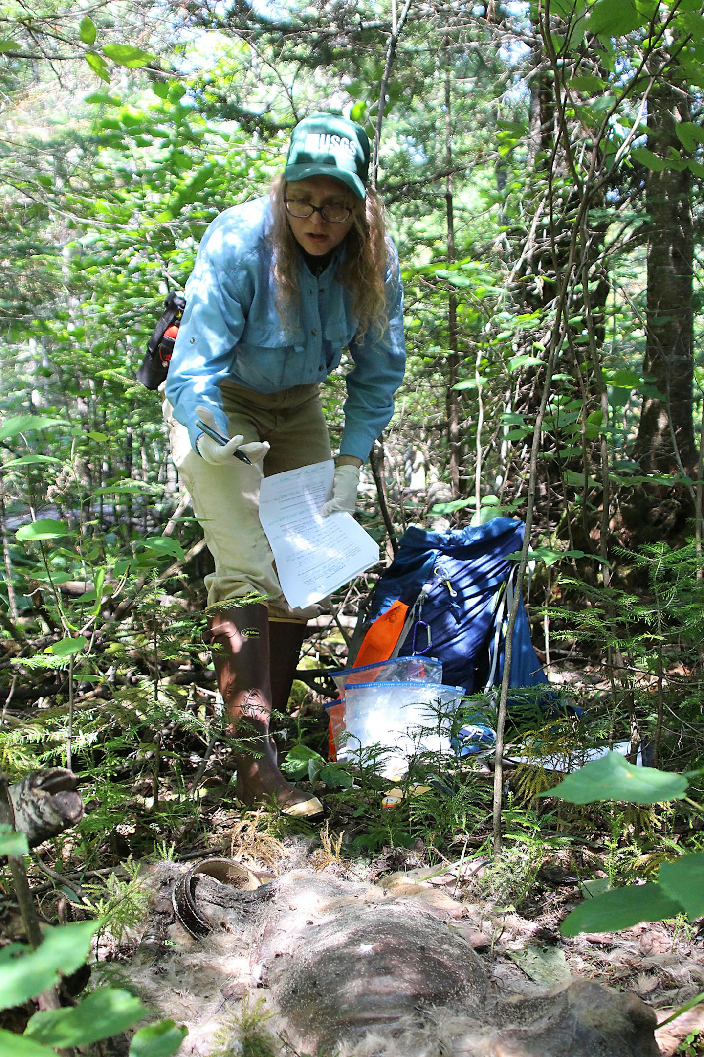 Barber-Meyer came upon a dead wolf, its collar shown lower left.