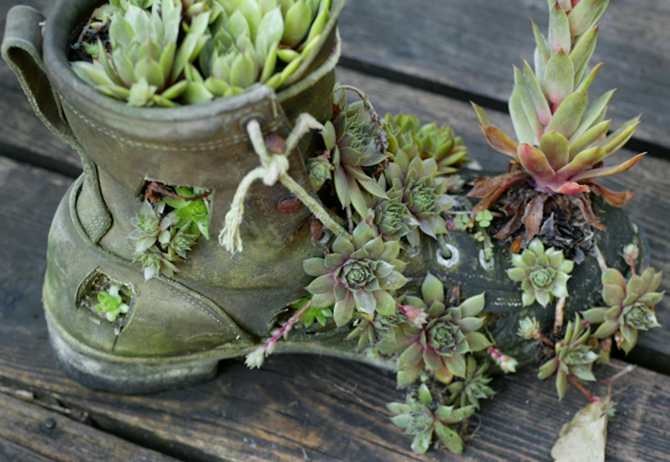 Eagan MN. 7/16/2002--Gary Geister and his wife JoAnne both hairdressers, now enjoy the yard they have put so much work into. JoAnne and Gary have taken old boots and planted them with 'chicken and hens'.The area around their Eagan home that is gardened is all encompasing, from the front, the side yards, the back and even the gently sloping hillside down to a small lake. There are whimsical planters and large yard sculptures as well as comfortable aderondak chairs that look out over the lake.