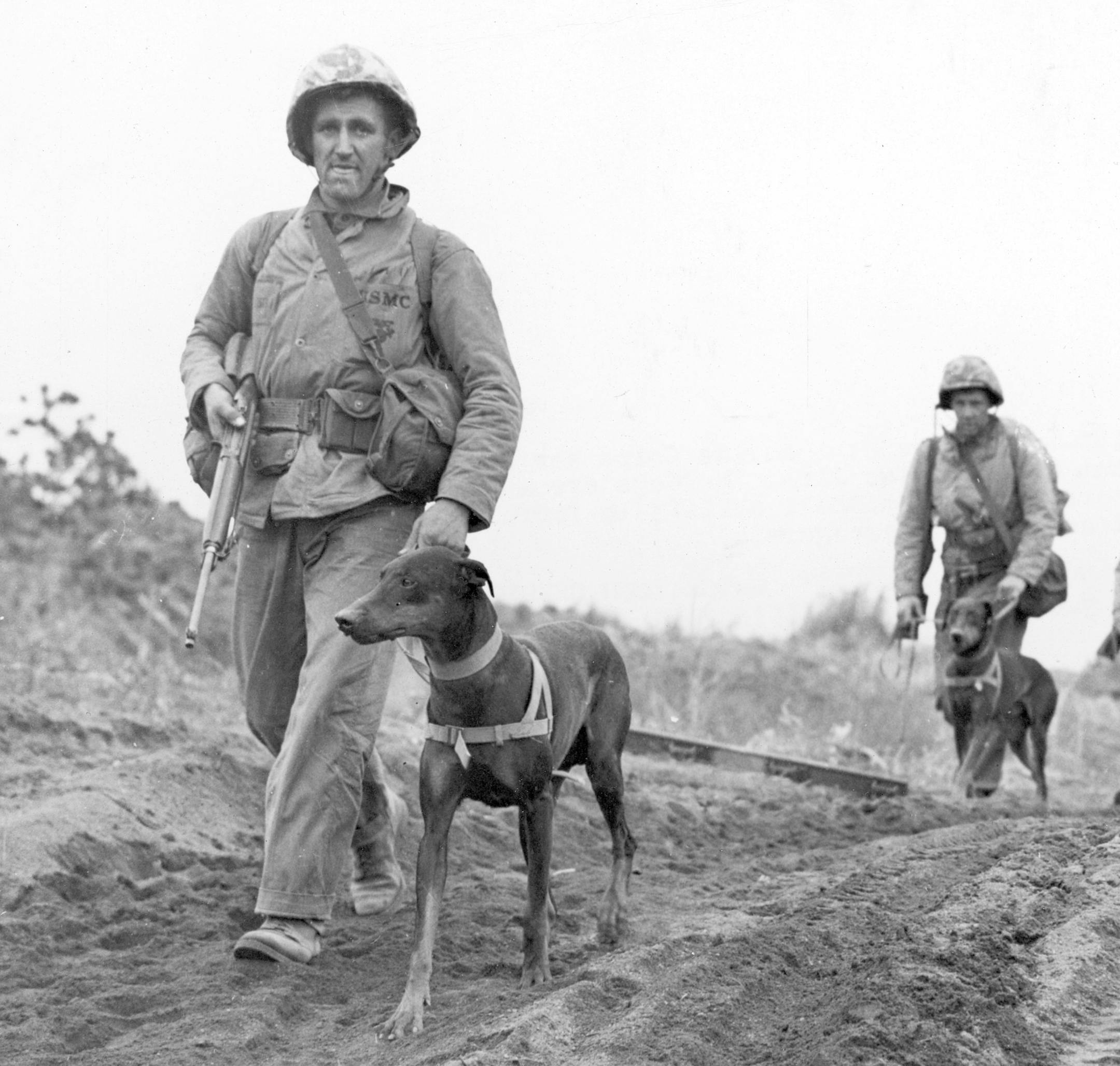 This is a March, 1945 photo of members of a U.S. Marine Corps war dog platoon moving up to the front lines in Iwo Jima, Japan, during World War II. (AP Photo) ORG XMIT: APHS106