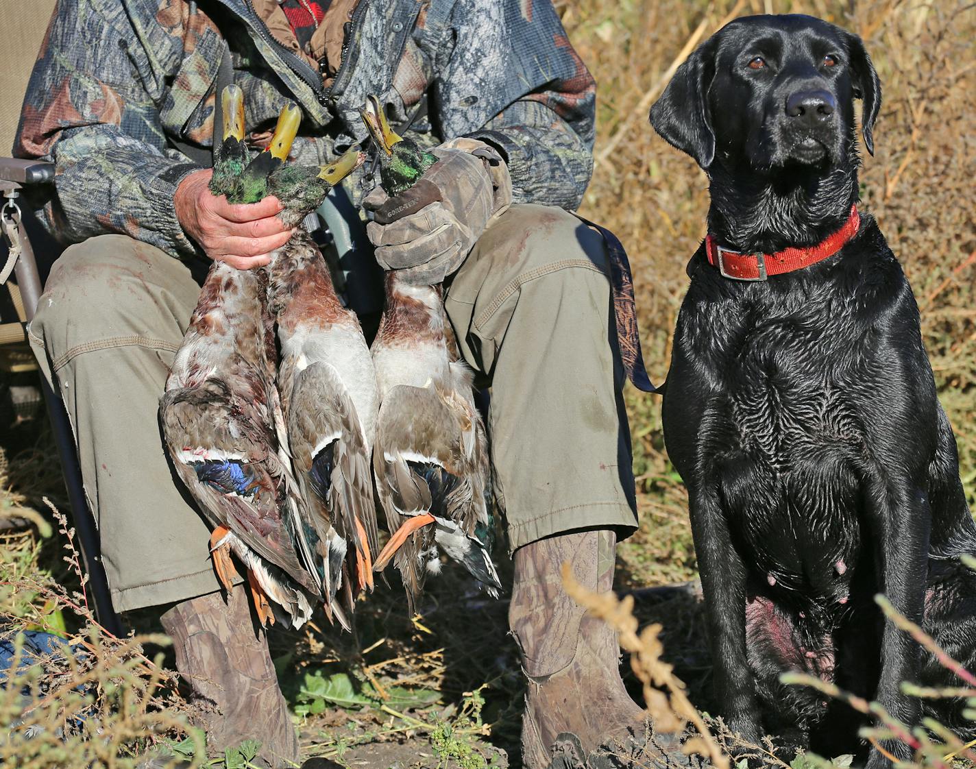 Ducks seen on the opening weekend for non-resident North Dakota hunters included drake mallards, like these, as well as pintails, gadwall and wigeon.