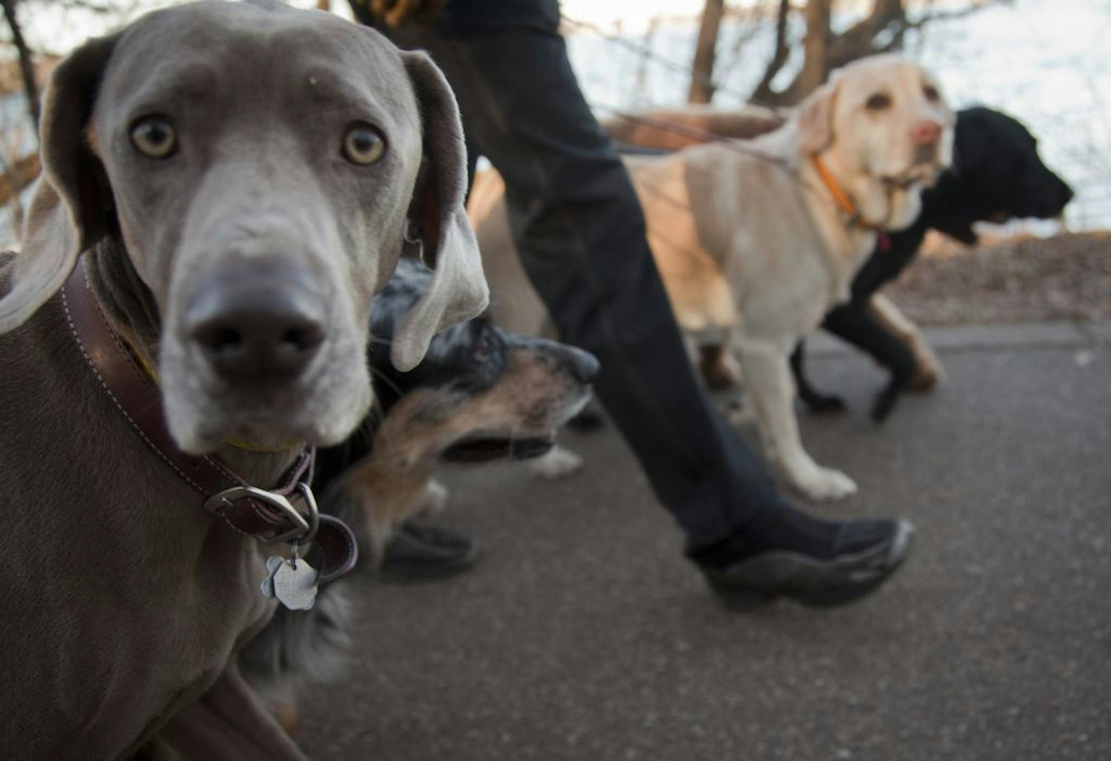 Curtis Johnson, who owns a dog walking and training business, walked eight dogs Tuesday afternoon, November 29, 2011, around Lake Harriet in Minneapolis, Minn. Earlier that morning he had walked 16 dogs around the lake.