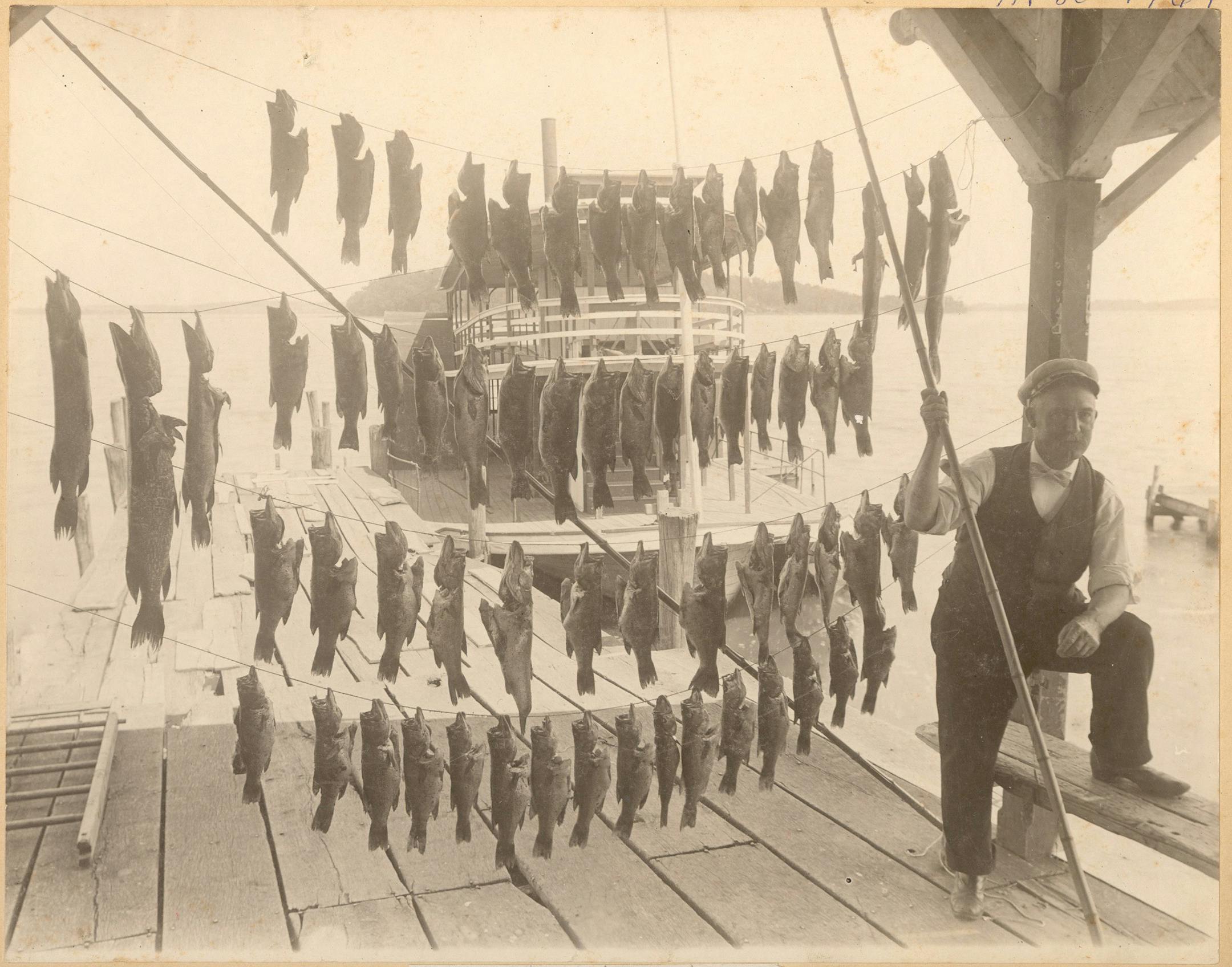 Gov. Mark Dayton might have trouble Saturday duplicating this catch by an angler, or anglers, unknown in Carver County sometime early last century.