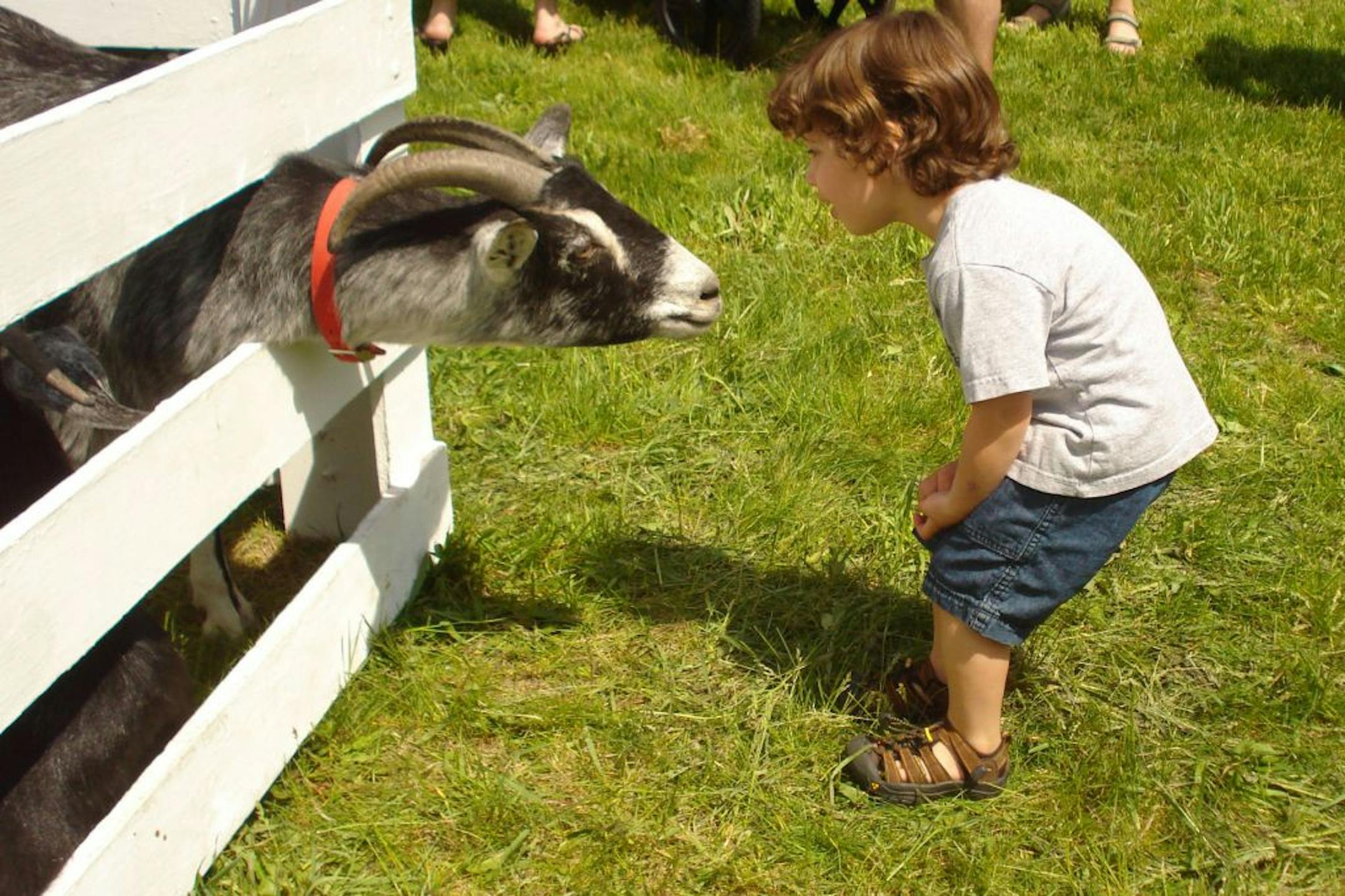 Old-time farm activities and live animals are among the highlights of the Holz Farm Spring Festival in Eagan.