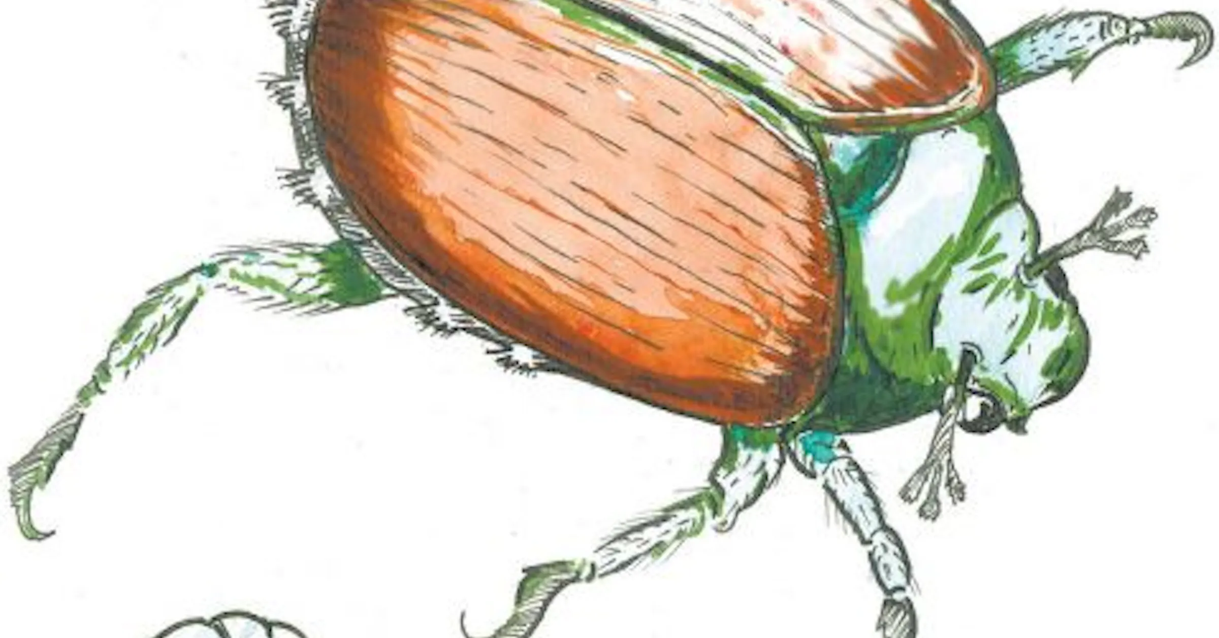 Borol Insect Battling borers and beetles
