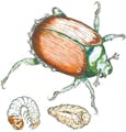 Mature Japanese beetle, grub and pupa.