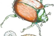 Mature Japanese beetle, grub and pupa.