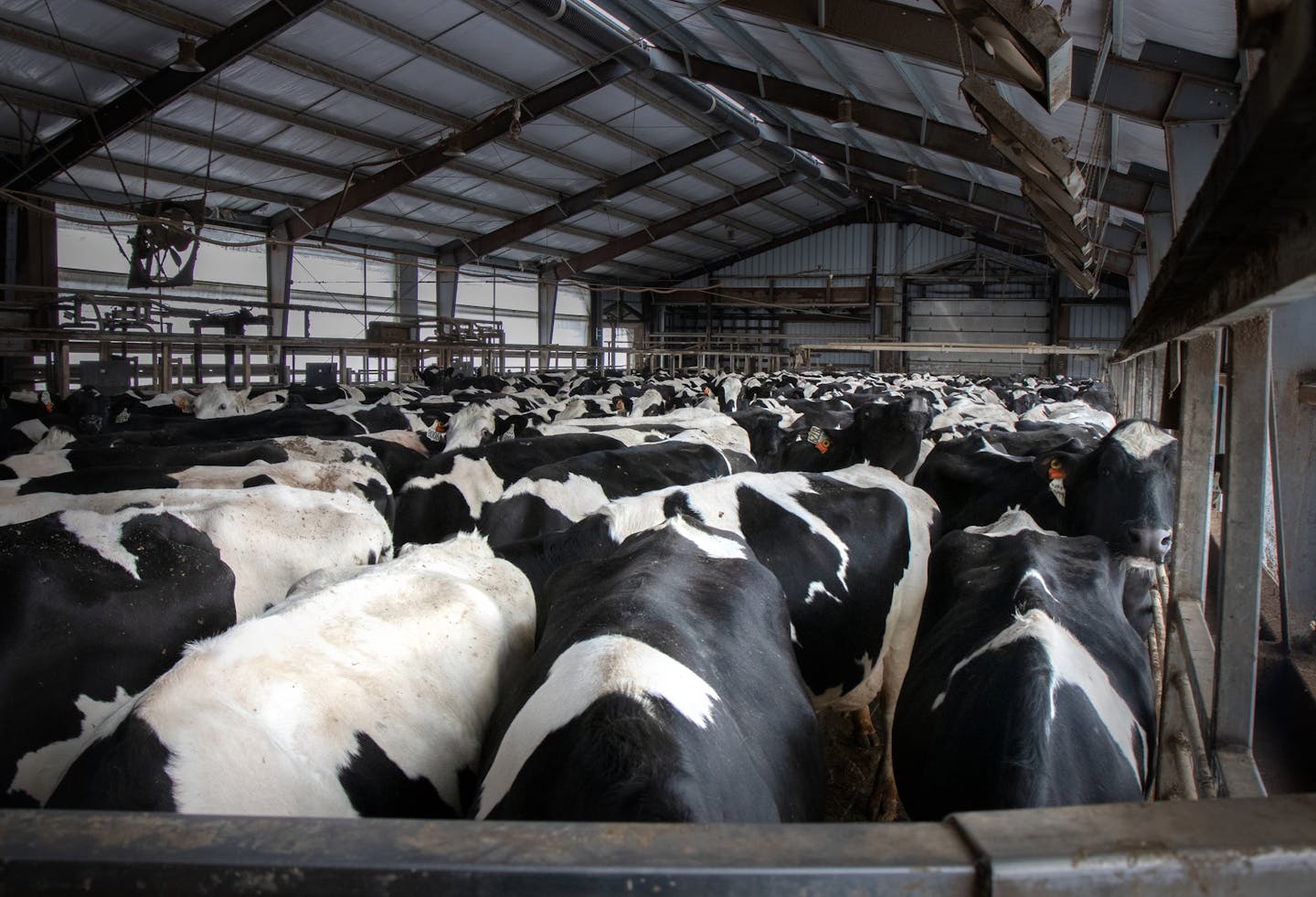 The National Milk Producers have asked the government to purchase milk for food banks and eliminate milk restrictions in the WIC program through 2020. Here, dairy cows outside the milking parlor at Daley Farms of Lewiston.