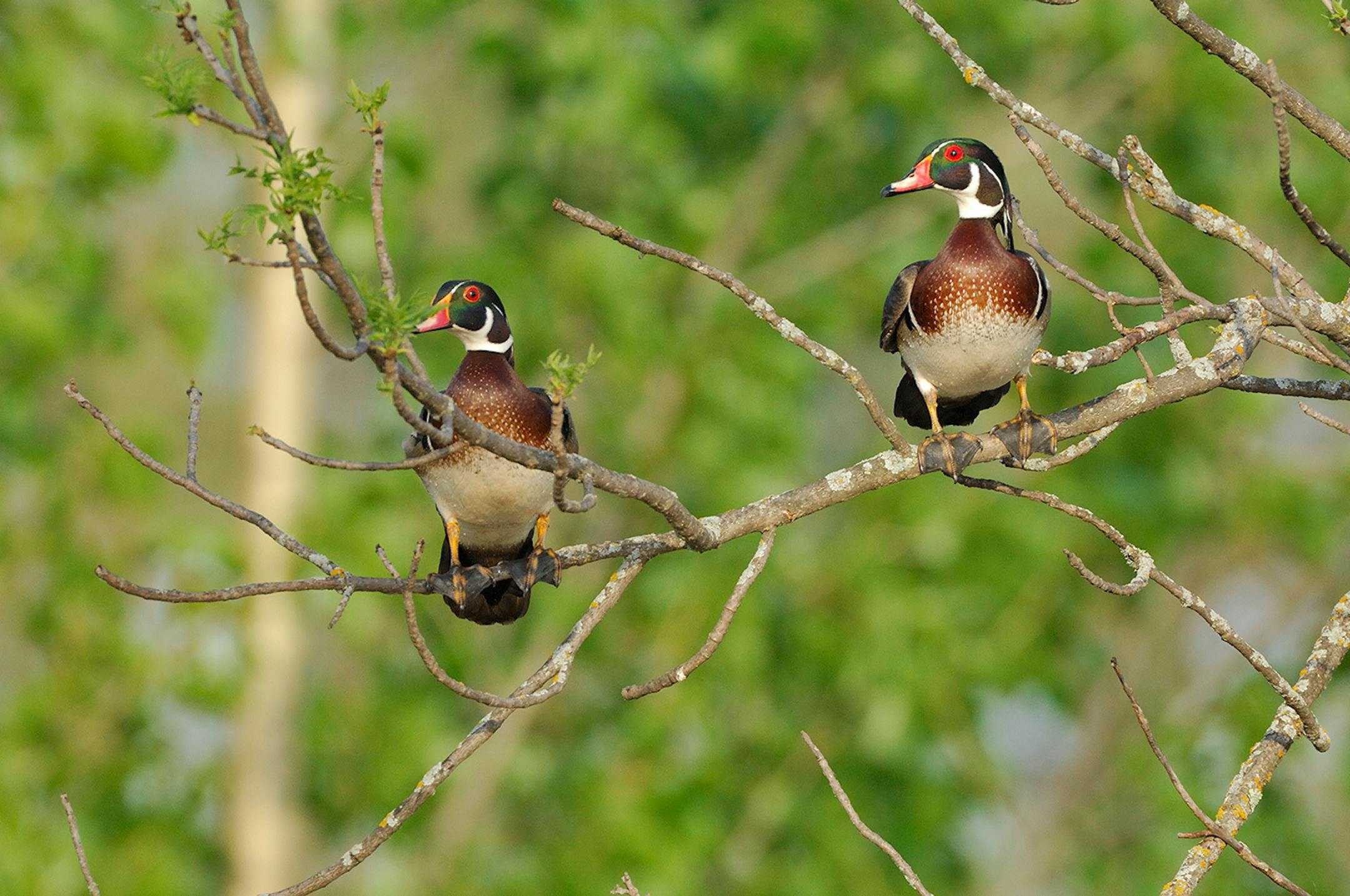 DO NOT USE! ONE-TIME USEAGE WITH BILL MARCHEL COPY ONLY! Wood ducks are can often be seen perched in a tree, especially during spring.