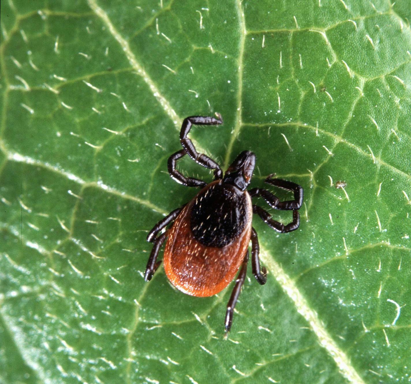 Adult deer tick, Ixodes scapularis.