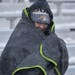 Fans brace against the wind and snow at a football game between Centerville High School and Belt High School, Saturday, Sept. 28, 2019, in Centerville